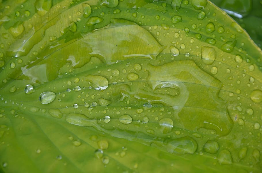 leaf, nature, green, green leaf, leaves, big leaf, beat leaf HD wallpaper