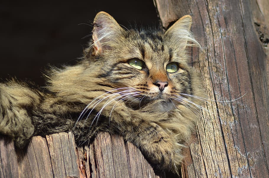 brown and black Persian cat, farm, spring, animal, mammal, animal themes HD wallpaper