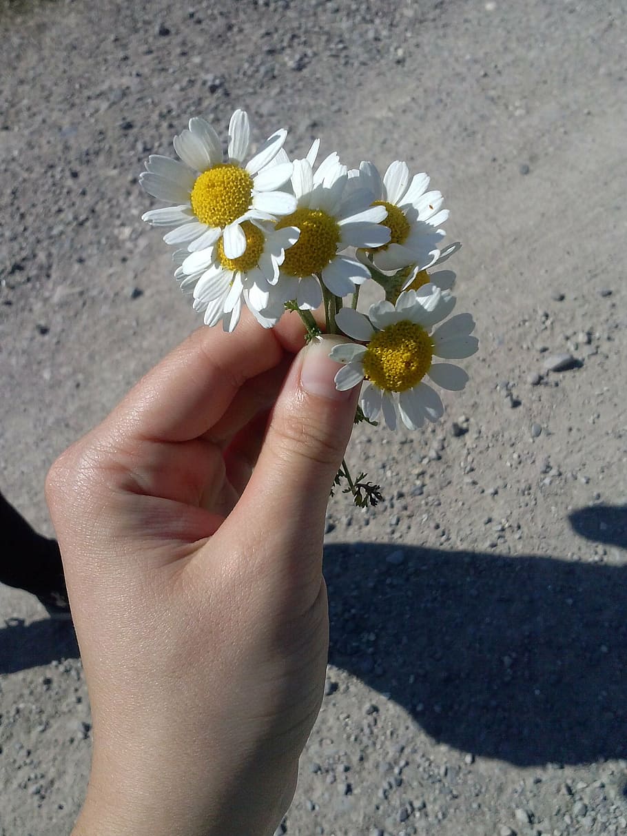 daisy, happiness, solar, el, flower, flowering plant, human hand HD wallpaper