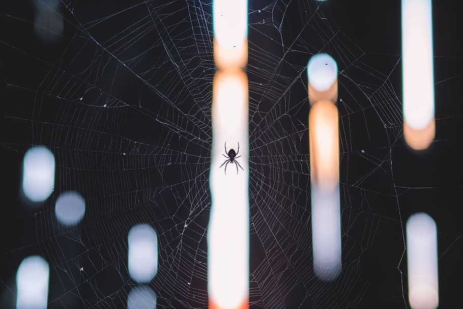 Spider on Web, nature, abstract, spider Web, backgrounds, macro HD wallpaper