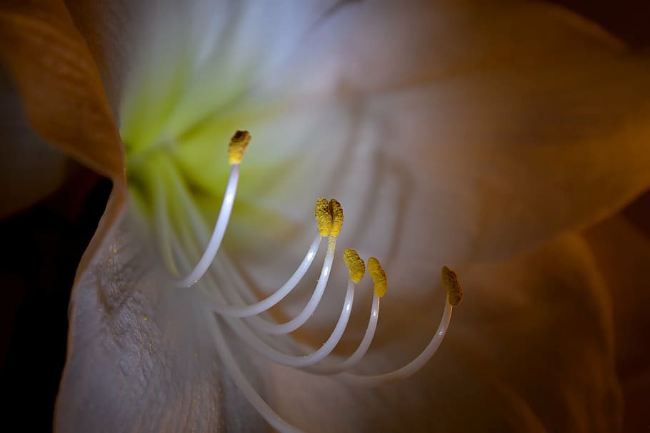 amaryllis, macro, blossom, bloom, close, amaryllis plant, flower HD wallpaper