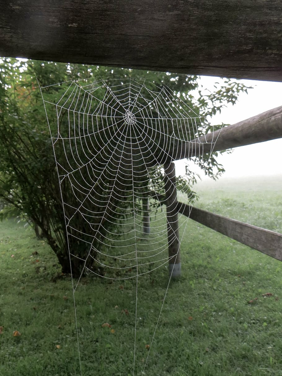 spider, cobweb, network, morgentau, fog, ripe, drop of water HD wallpaper