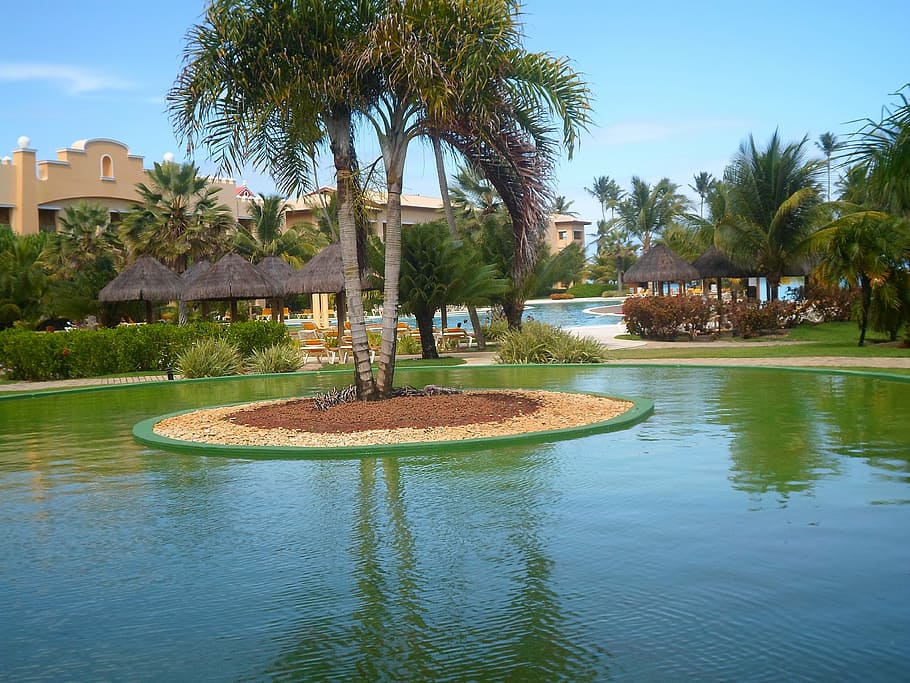 landscaping, garden, beach, pool, tree, palm tree, plant, water HD wallpaper