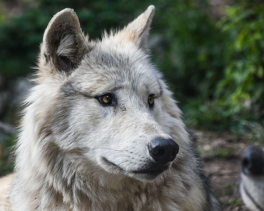 selective focus photography of gray wolf, predator, head, animal HD wallpaper