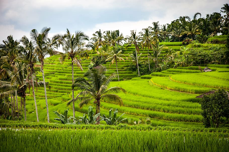 rice-rice-terrace-terraces-agriculture.jpg
