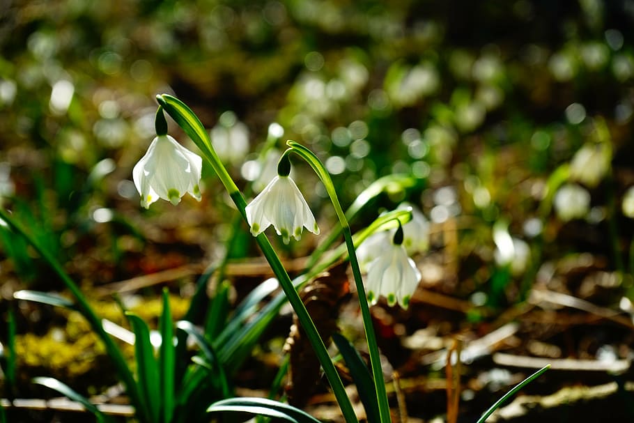 snowflake, flower, blossom, bloom, white, forest, forest flower, HD wallpaper