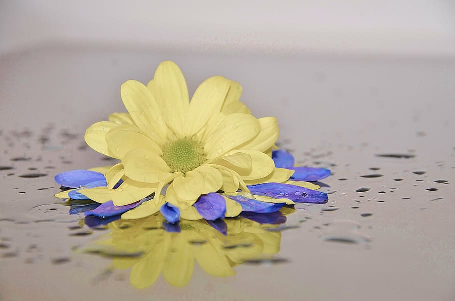 yellow chrysanthemum in bloom close up photo, sun wing, flower HD wallpaper