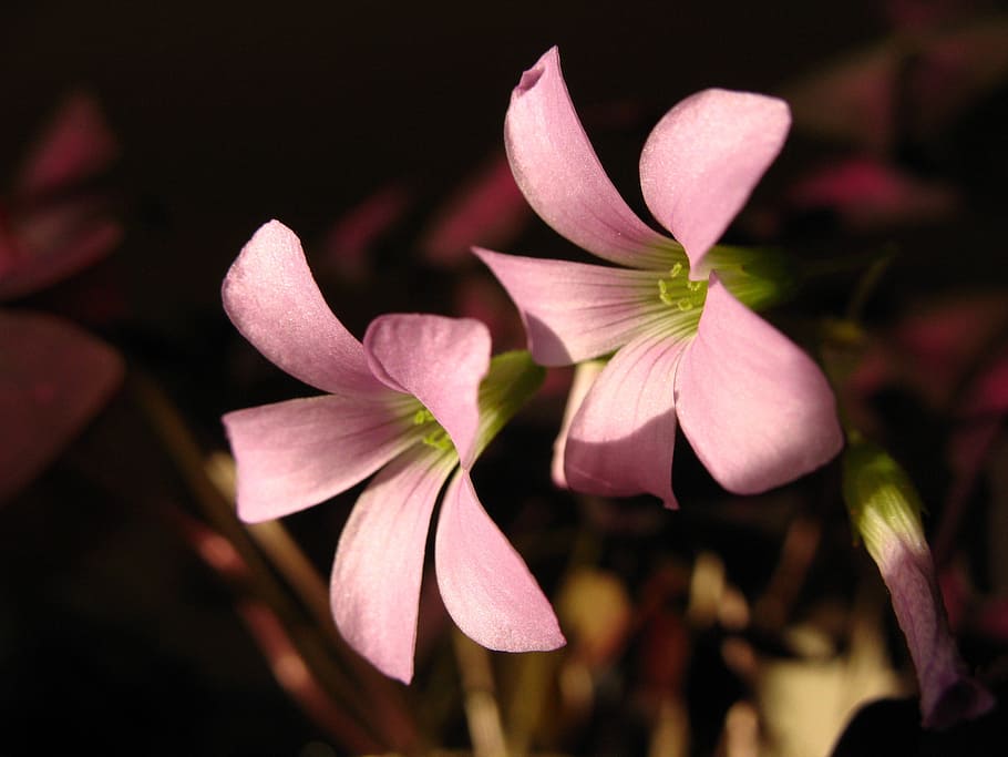 red clover, bloom, spring, light, pink, blossom, horticulture HD wallpaper