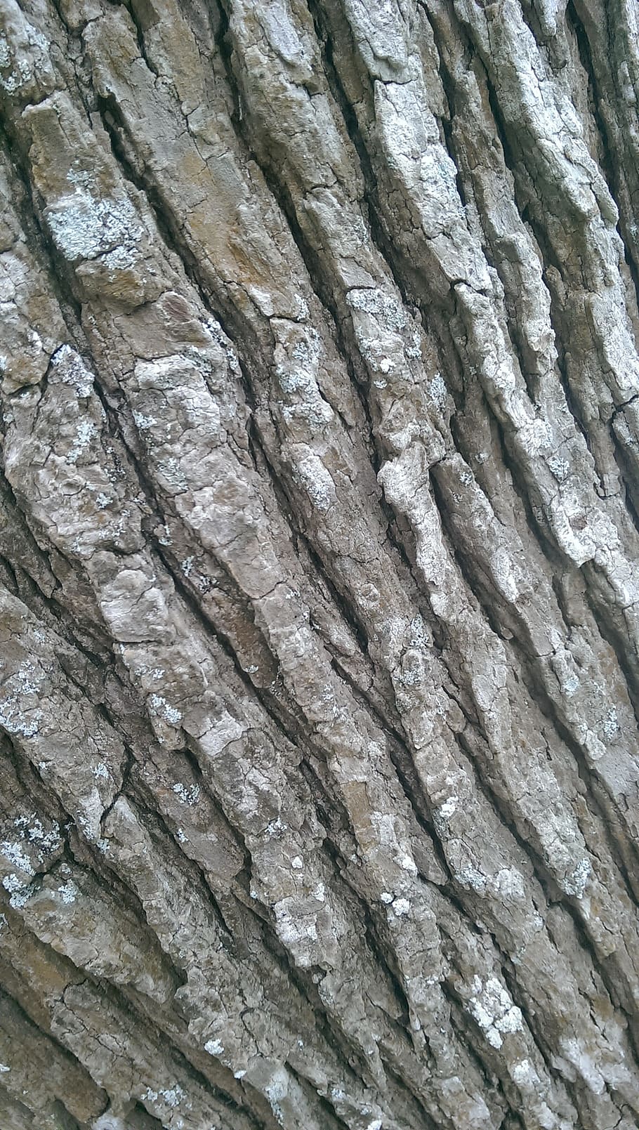 tree trunk, texture, brown, surface, wooden, rough, forest HD wallpaper