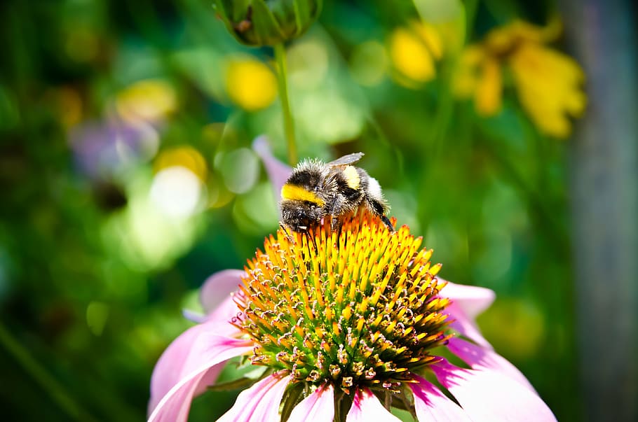 bee, bee collection pollen, bumblebee, close-up view, flower HD wallpaper