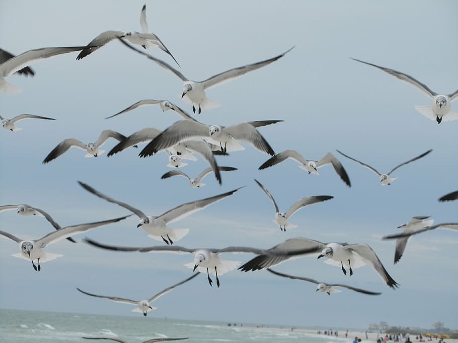 seagulls, birds, flying, blue, sky, grey, gray, white, wings, HD wallpaper