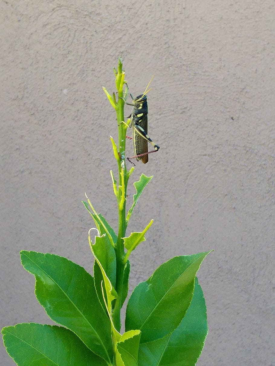 grasshopper, leaves, chew, leaf, green, bug, insect, locust, HD wallpaper