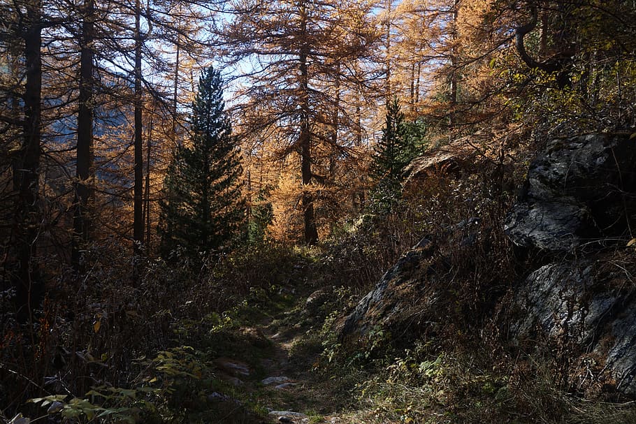 nature, wood, tree, fall, plant, forest, land, tranquility HD wallpaper