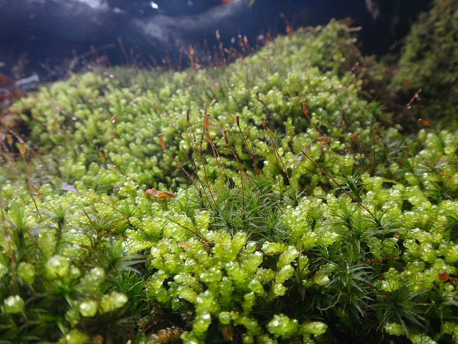 moss, green, nature, forest, environment, natural, outdoor HD wallpaper