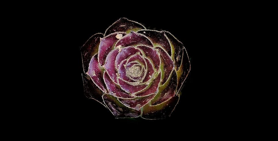 flower, rose, nature, studio shot, black background, freshness HD wallpaper