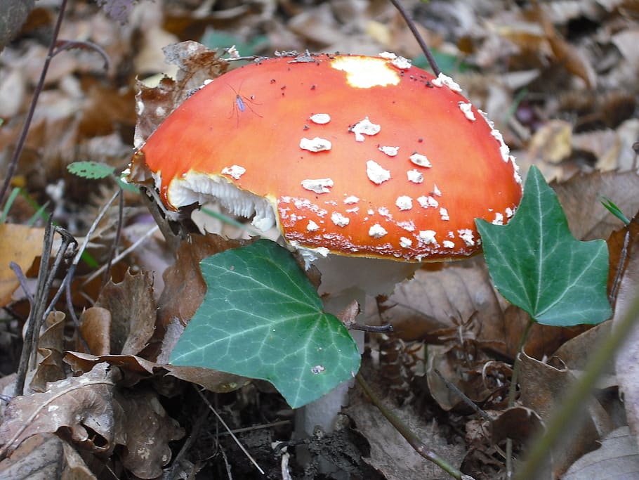 fungus, red, undergrowth, mushroom, vegetable, food, leaf, plant part HD wallpaper
