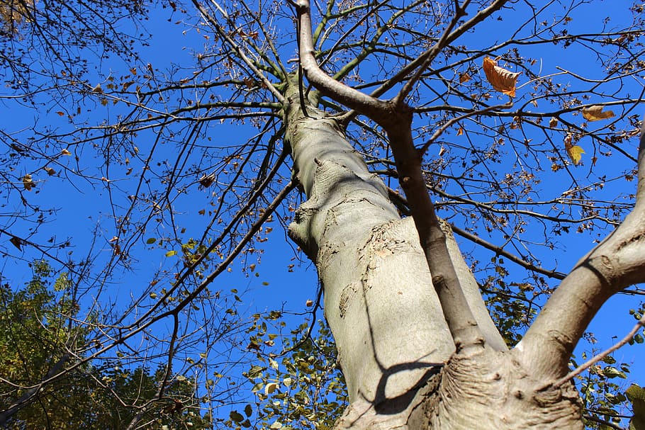 tree, autumn, sky, tree in the fall, mood, blue sky, empty tree HD wallpaper