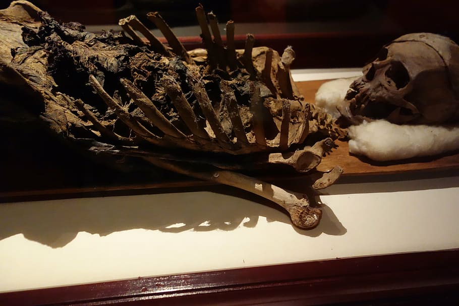 skeleton, skull, bones, death, decay, dead, indoors, no people HD wallpaper