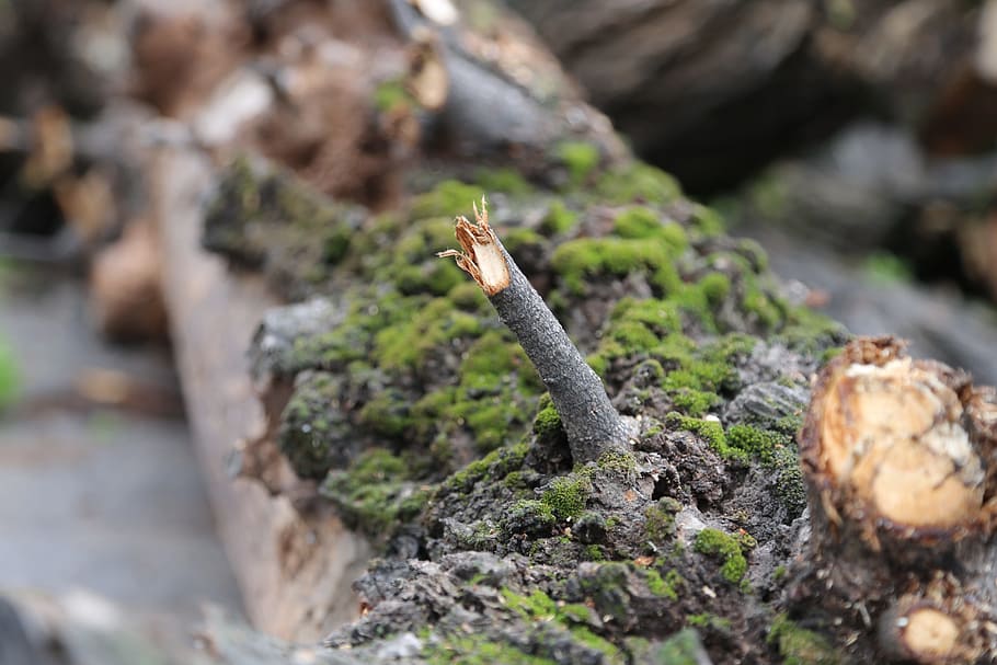 tree, saturday, spring, moss, selective focus, solid, plant HD wallpaper