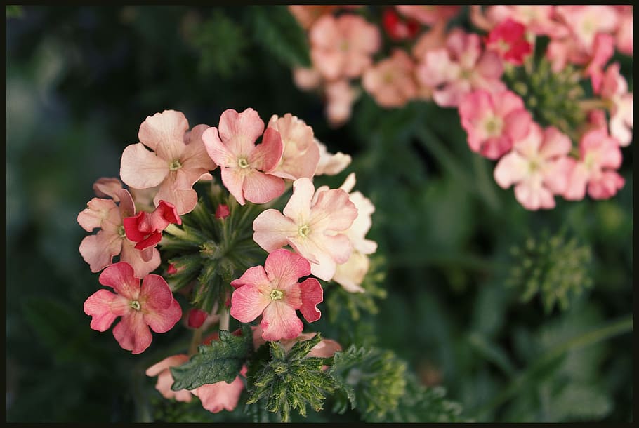 geranium, geraniums, basket flowers, garden, blooming, red HD wallpaper