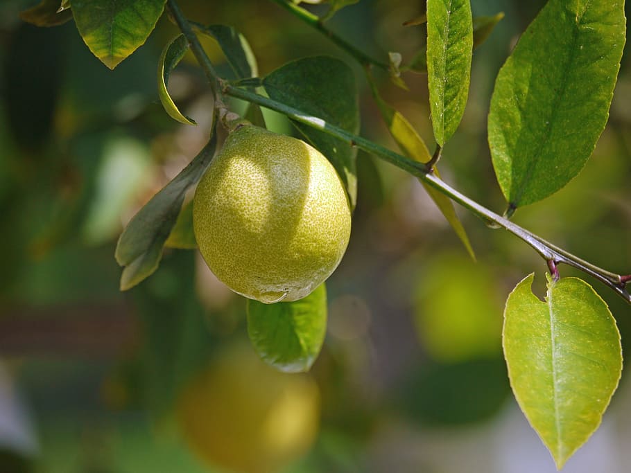 Lemon Tree, Lemon, Yellow, Sour, drop of water, citrus fruits, HD wallpaper