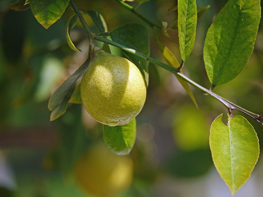 Lemon Tree, Lemon, Yellow, Sour, drop of water, citrus fruits HD wallpaper