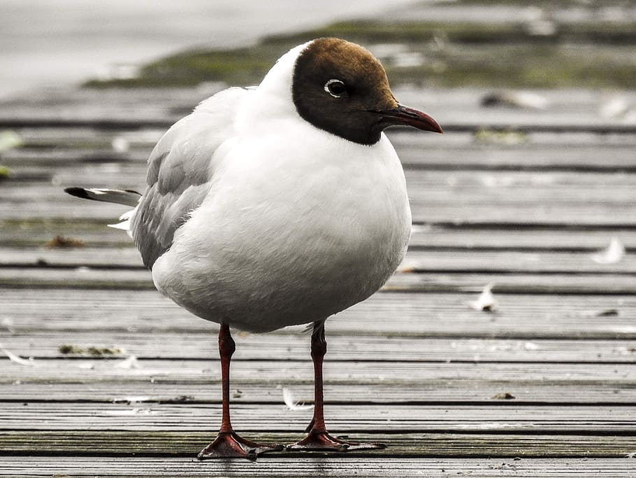 black headed gull, seagull, bird, nature, animal, animal themes HD wallpaper