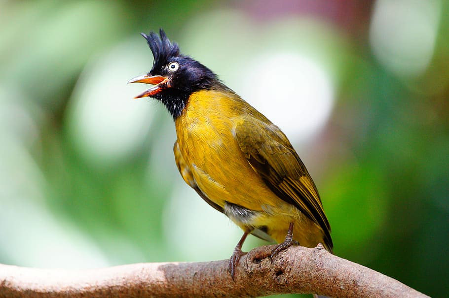 small bird on tree branch, yellow and black bird perched on tree HD wallpaper