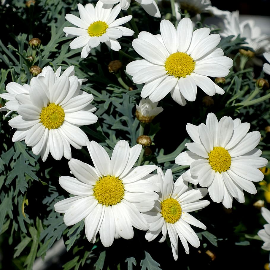 close-up photo of white daisy flowers, margarite, garden, plant, HD wallpaper