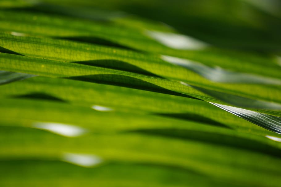 leaf, palm, frond, green color, plant, plant part, growth, close-up HD wallpaper