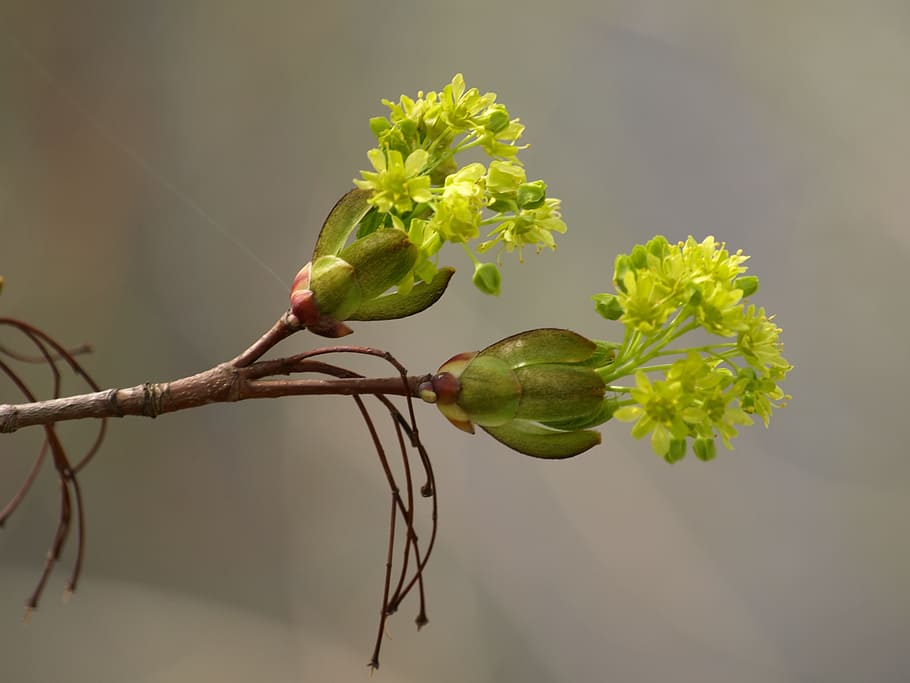flowers, spring, blossom, bloom, close, green, plant, beauty in nature HD wallpaper