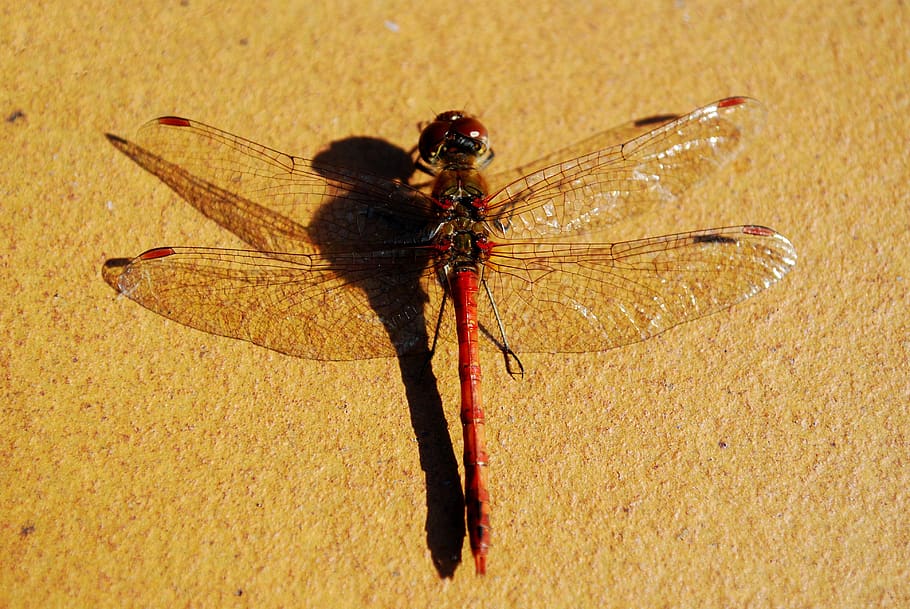 large dragonfly from above, insect, wings spread, invertebrate HD wallpaper