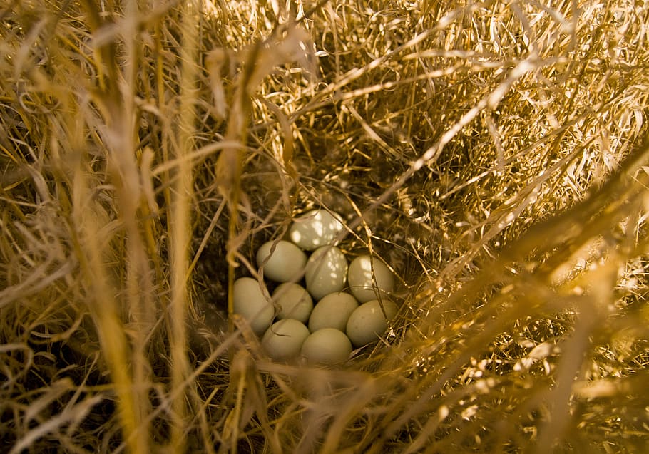 golden, nature, straw, hay, grass, eggs, jack, hunting, the old grass, HD wallpaper