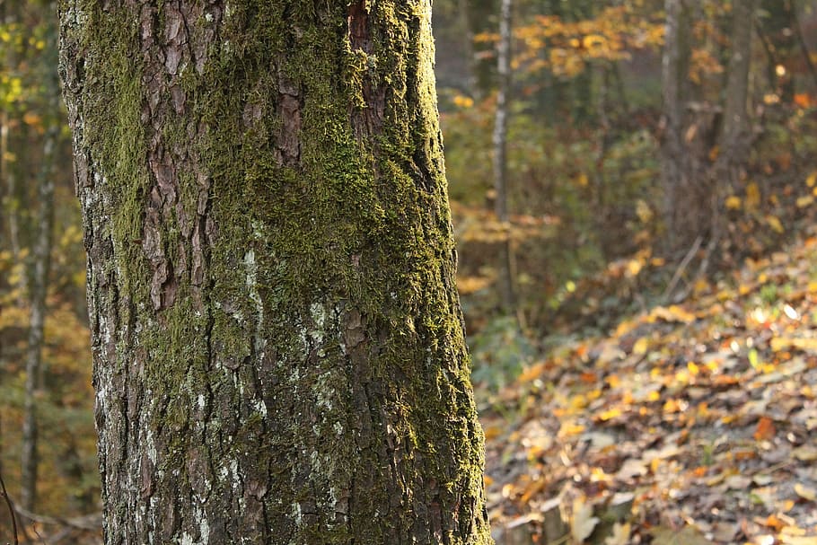 tree, autumn, forest, park, leaves, colorful, foliage, environment HD wallpaper