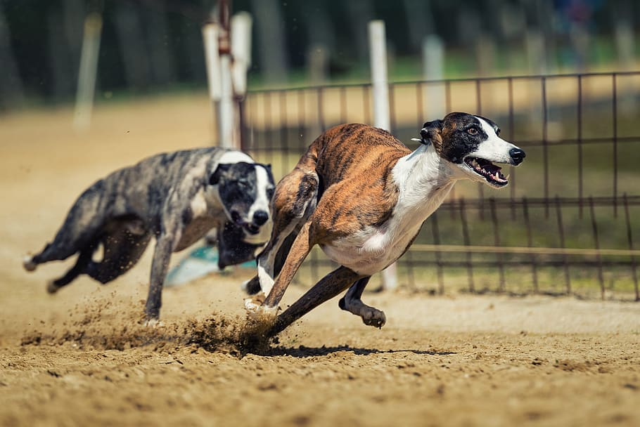two grey brindle and brown brindle greyhounds racing, dog racing, HD wallpaper