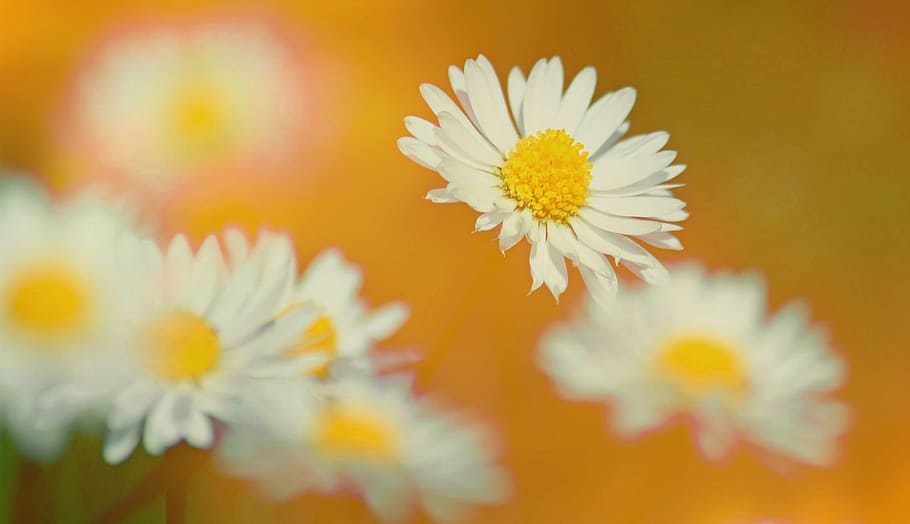 white petaled flowers, texture, background, daisy, geese flower HD wallpaper