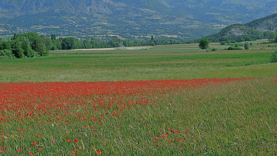 Landscape, Nature, Spring, Red, Green, poppies, field, flower HD wallpaper