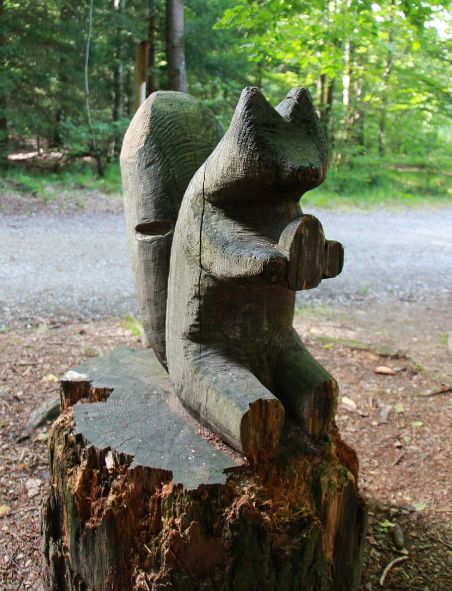 Squirrel, Wood, Forest, day, no people, outdoors, nature, tree HD wallpaper