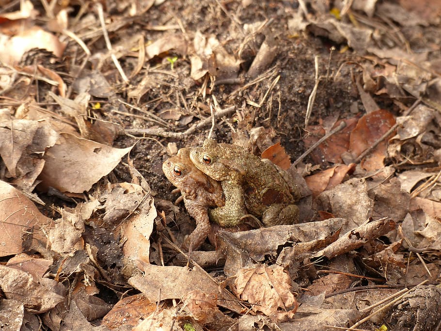 toads, toad migration, spring, land, field, plant part, leaf HD wallpaper