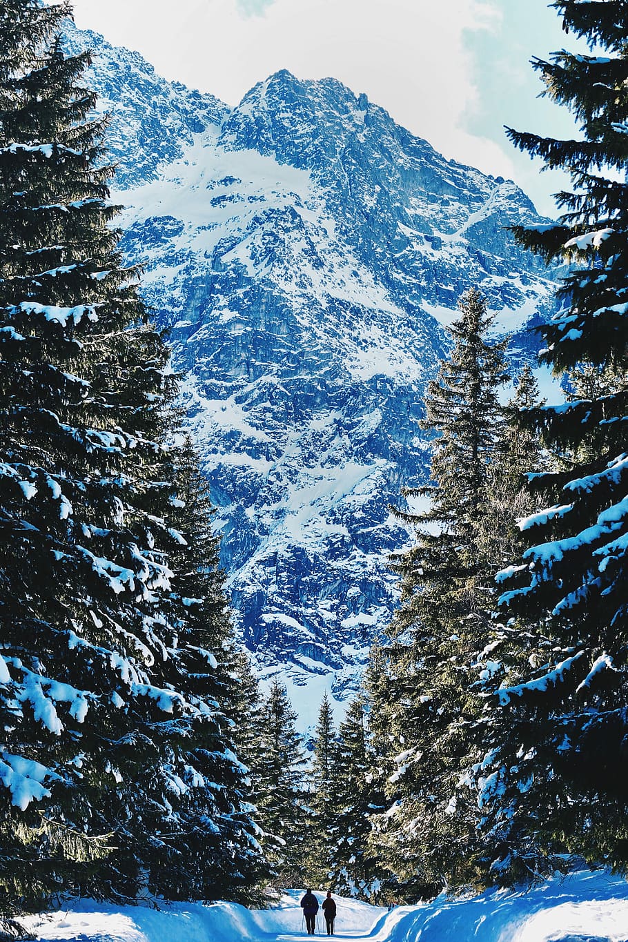 two person walking between pine trees during daytime, two person walking on pathway covered with snow HD wallpaper