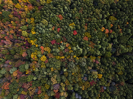 aerial photography of assorted-color trees at daytime, untitled HD wallpaper