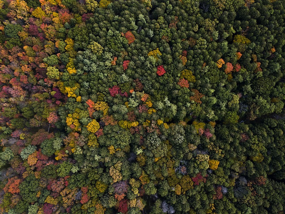 aerial photography of assorted-color trees at daytime, untitled HD wallpaper