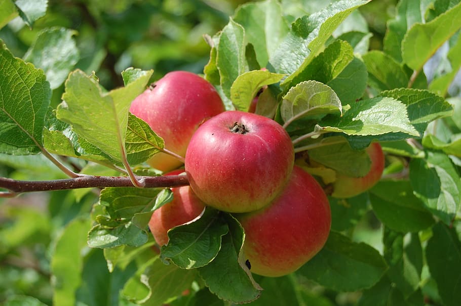 cluster of peach fruits, Apples, Trees, Flavor, fruit trees HD wallpaper