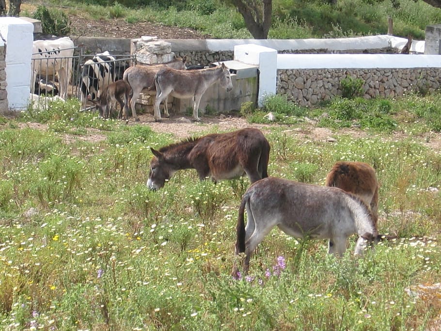 donkey, pasture, farm, meadow, agriculture, animal husbandry, HD wallpaper