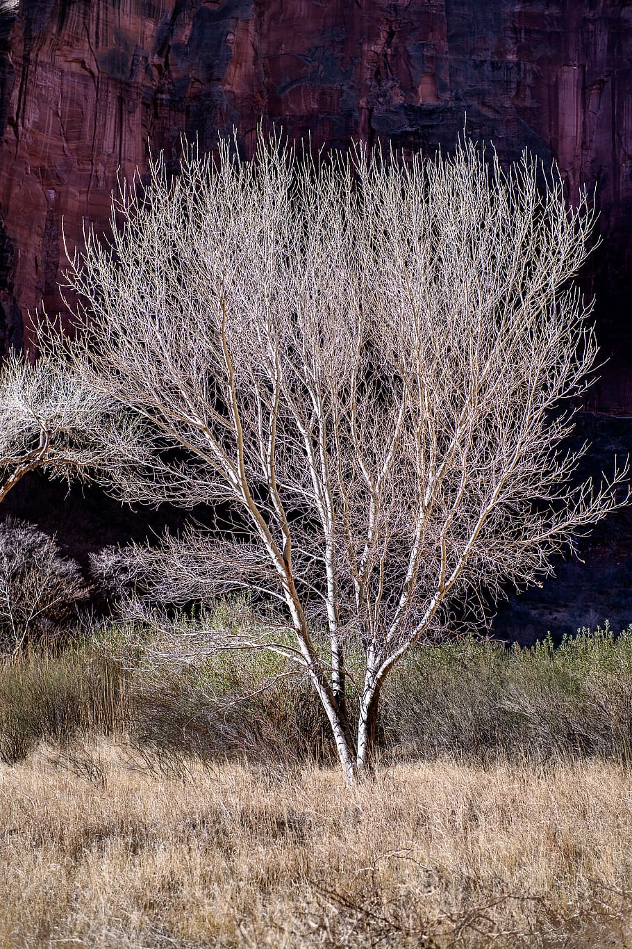 zion, utah, tree, spring, scenic, plant, no people, grass, land HD wallpaper