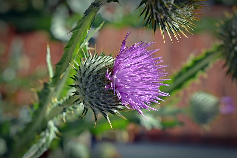 thistle, blossom, bloom, flower, purple, plant, freshness, flowering plant HD wallpaper