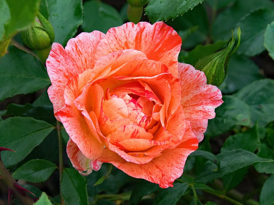 french, rose, grimaldi, flowers, pink, red, orange, apricot HD wallpaper