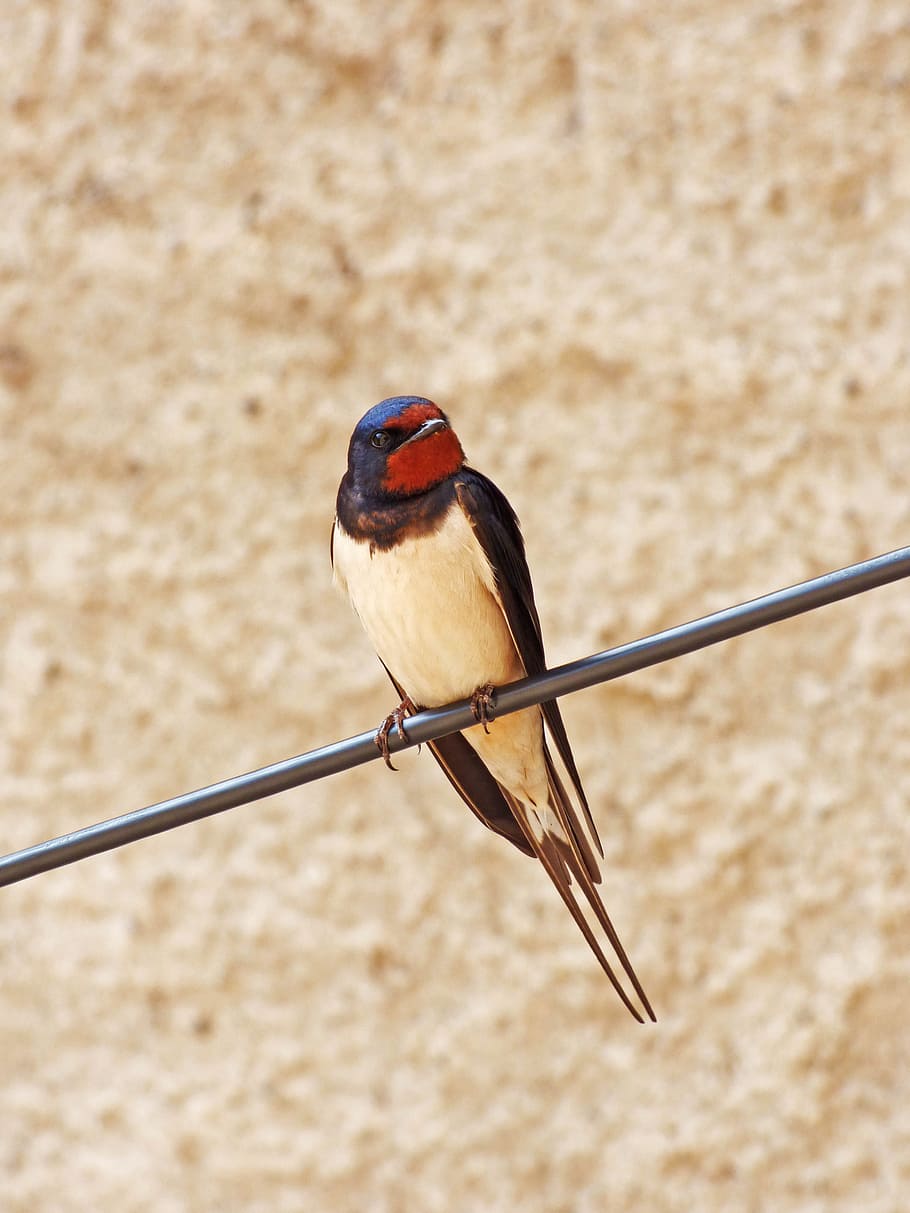 Swallow, Cable, Hirundo Rustica, oreneta, one animal, bird HD wallpaper