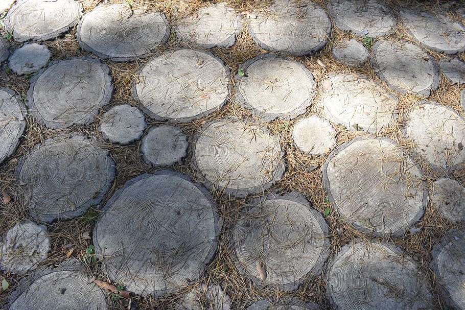 track, paved, surface, paving, tree, slice, texture, material HD wallpaper