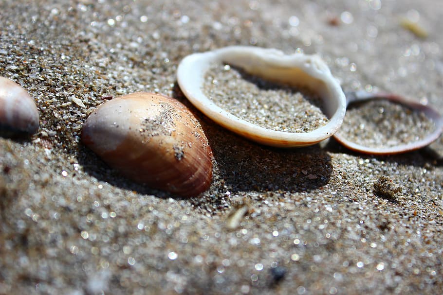 beach, shells, sea, animal Shell, sand, nature, close-up, coastline HD wallpaper